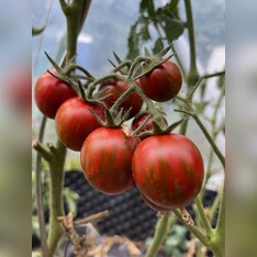 Tomate "Black Zebra Cherry" - BIO-Tomatensorte [samenfest]