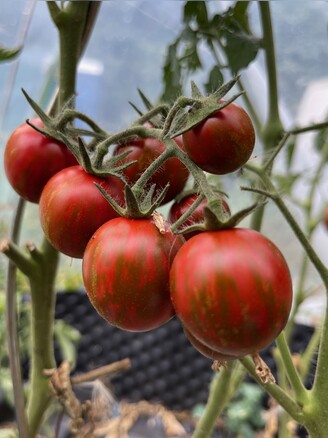 Tomate "Black Zebra Cherry" - BIO-Tomatensorte [samenfest]