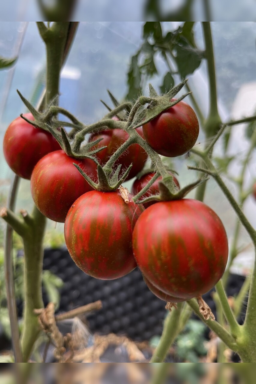 Tomate "Black Zebra Cherry" - BIO-Tomatensorte [samenfest]