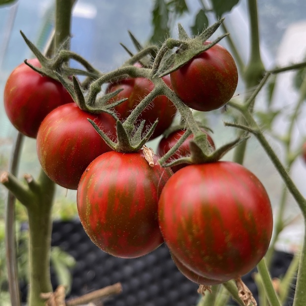 Tomate "Black Zebra Cherry" - BIO-Tomatensorte [samenfest]