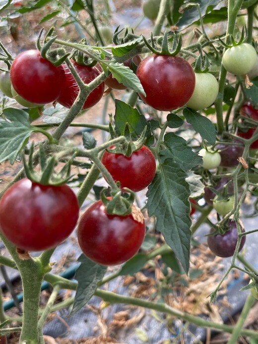 Tomaten-Set "Freilandtomaten" - 4 BIO-Sorten [samenfest]