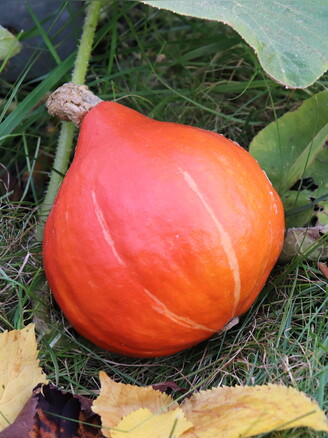 Kürbis Hokkaido "Red Kuri" - BIO-Kürbissorte [samenfest]