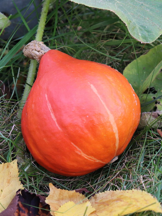 Kürbis Hokkaido "Red Kuri" - BIO-Kürbissorte [samenfest]