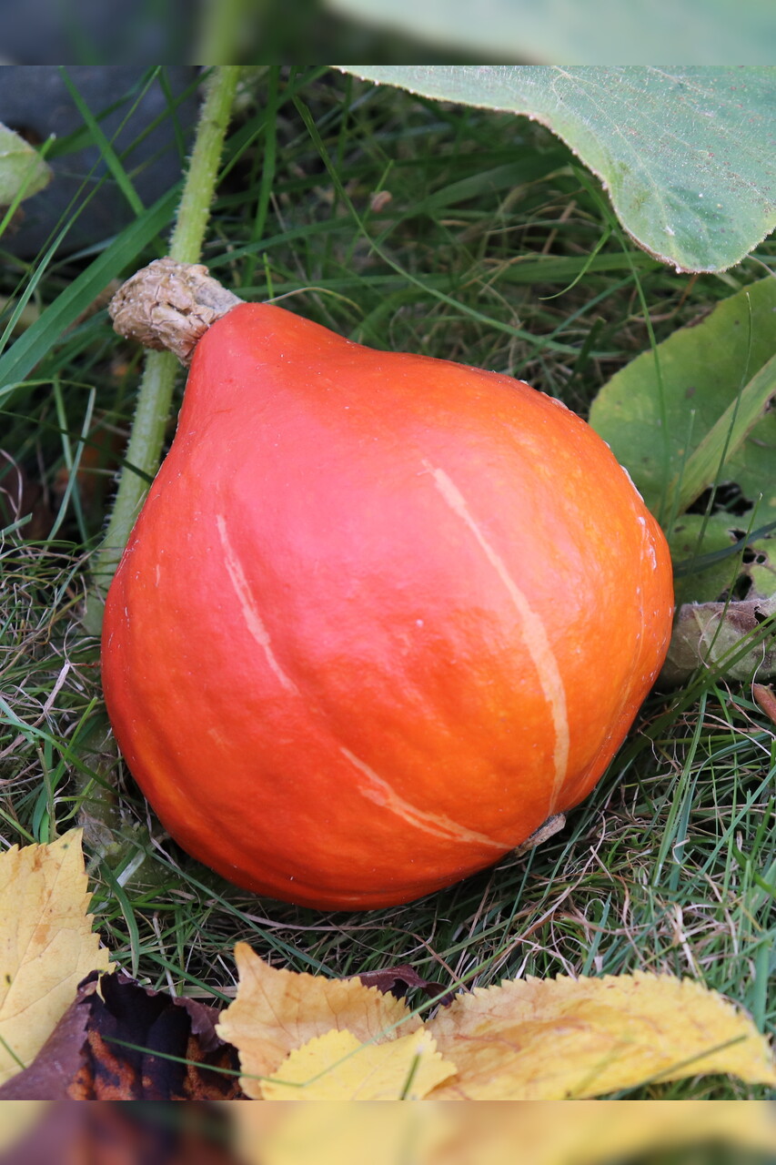 Kürbis Hokkaido "Red Kuri" - BIO-Kürbissorte [samenfest]