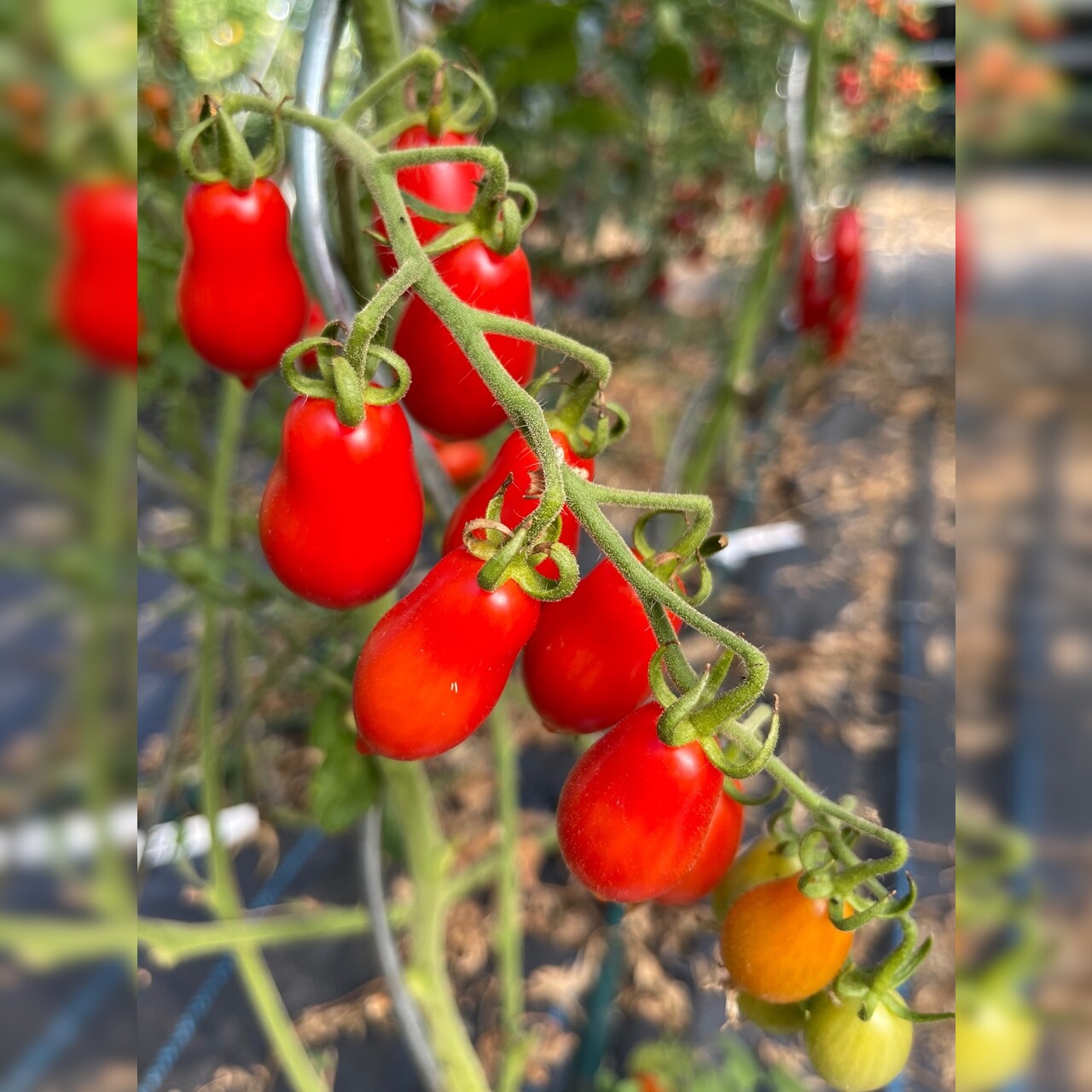 Tomate "Elfin" - BIO-Tomatensorte [samenfest]