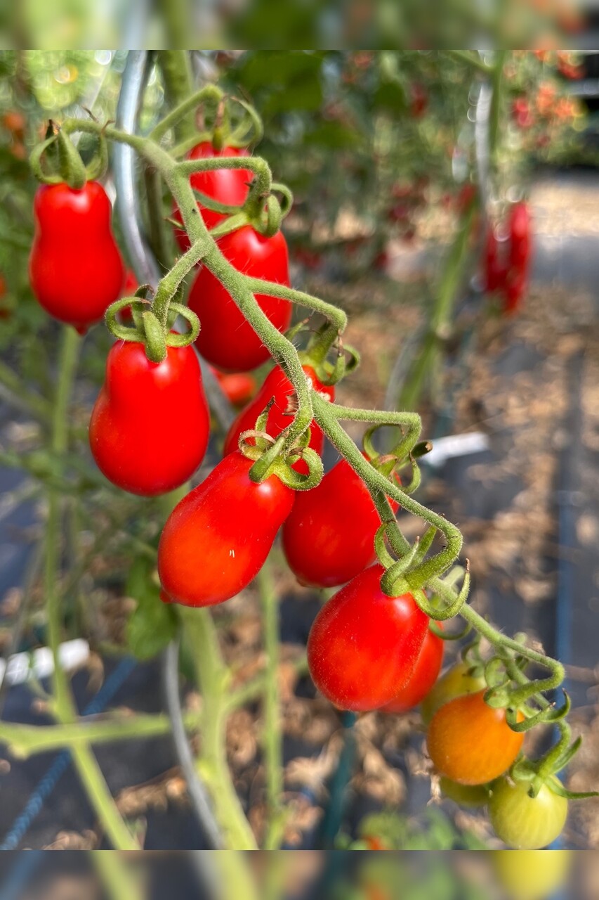 Tomate "Elfin" - BIO-Tomatensorte [samenfest]