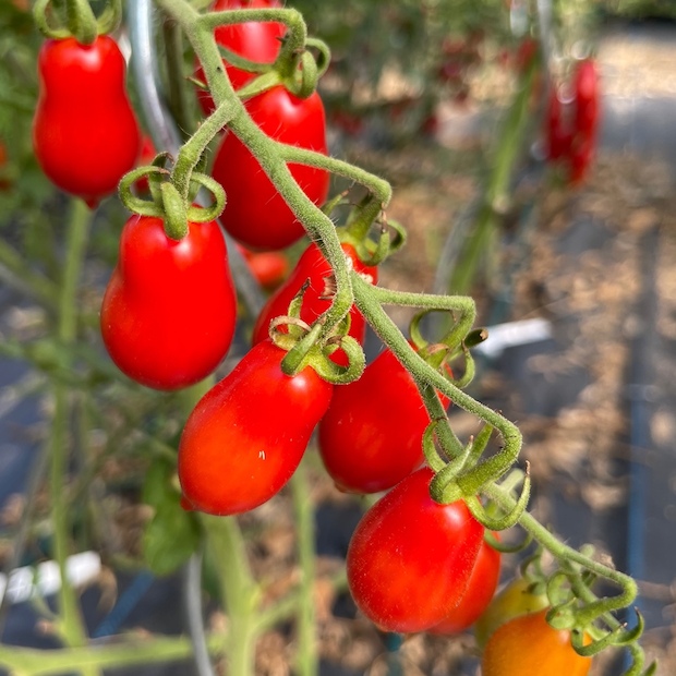 Tomate "Elfin" - BIO-Tomatensorte [samenfest]