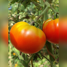 Tomate "Marmande" - BIO-Fleischtomate [samenfest]
