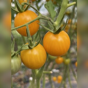Tomate "Katinka" - BIO-Tomatensorte [samenfest]