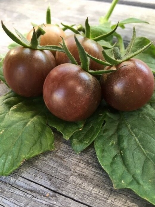 Tomaten-Set "historische Tomatensorten"- 4 BIO-Sorten [samenfest]