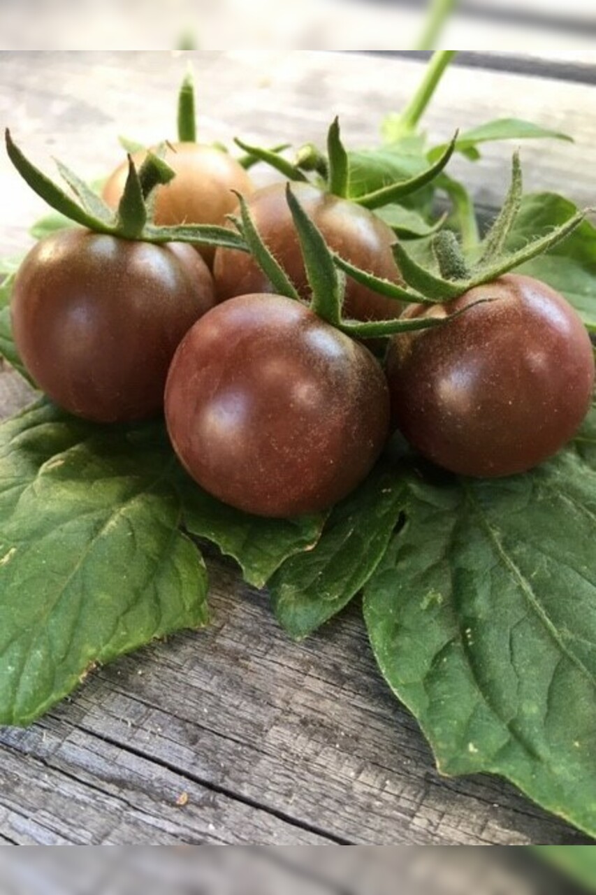 Tomaten-Set "historische Tomatensorten"- 4 BIO-Sorten [samenfest]