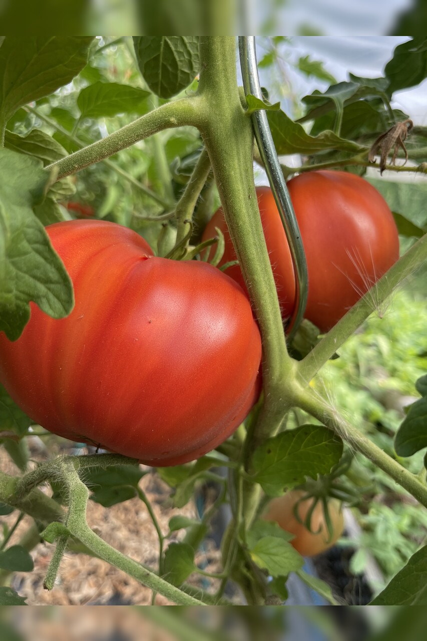 Tomate "Große aus dem Süden" - BIO-Tomatensorte [samenfest]