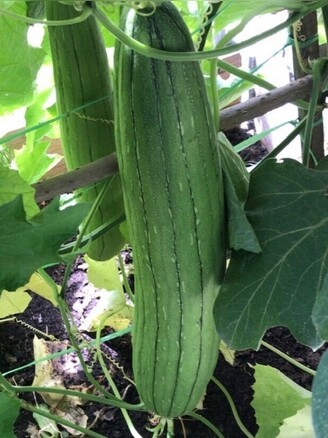 Schwammgurke "Luffa-Gurke" Bio-Freilandgurke (samenfest)