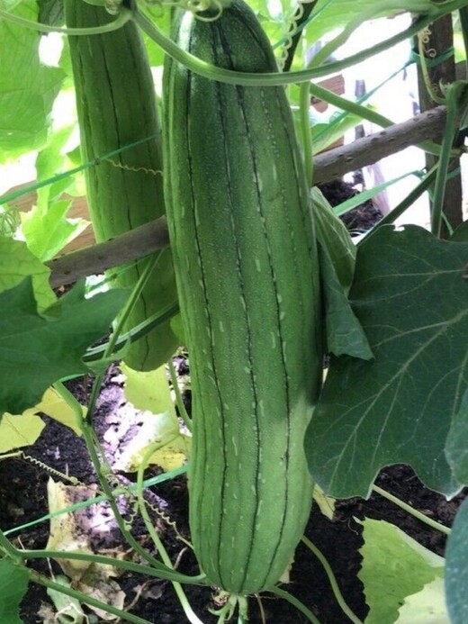 Schwammgurke "Luffa-Gurke" Bio-Freilandgurke (samenfest)