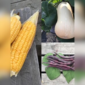 Gemüsesamen-Set "Indianerbeet" - 3 BIO-Sorten [samenfest]
