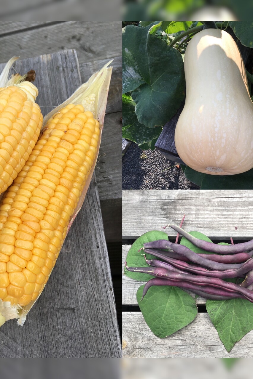 Gemüsesamen-Set "Indianerbeet" - 3 BIO-Sorten [samenfest]