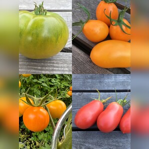 BIO Tomatensamen Set