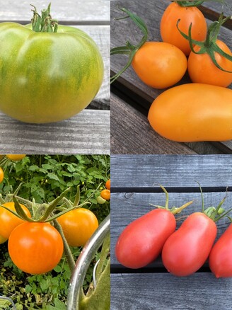 Tomaten-Set "russische Tomaten" - 4 BIO-Tomatensorten [samenfest]