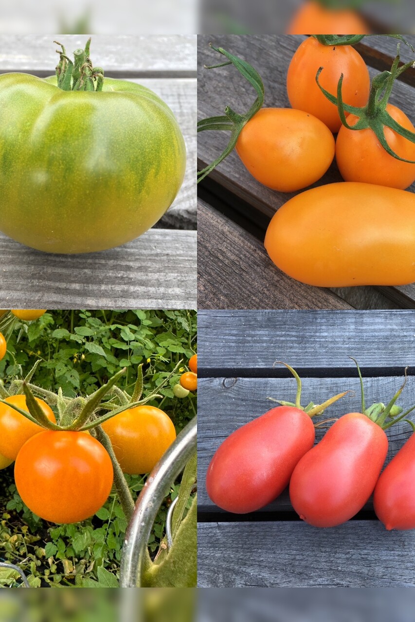 Tomaten-Set "russische Tomaten" - 4 BIO-Tomatensorten [samenfest]
