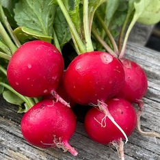 Radieschen "Sora" (samenfest & BIO)