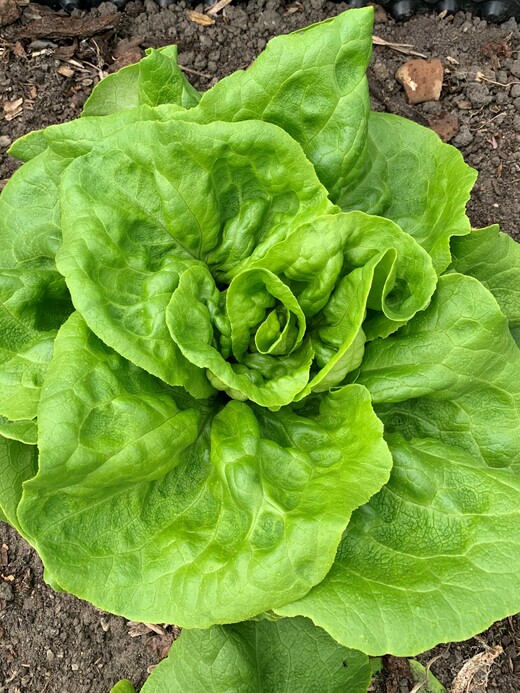 Anzucht-Set "Gartensalat" [samenfest]