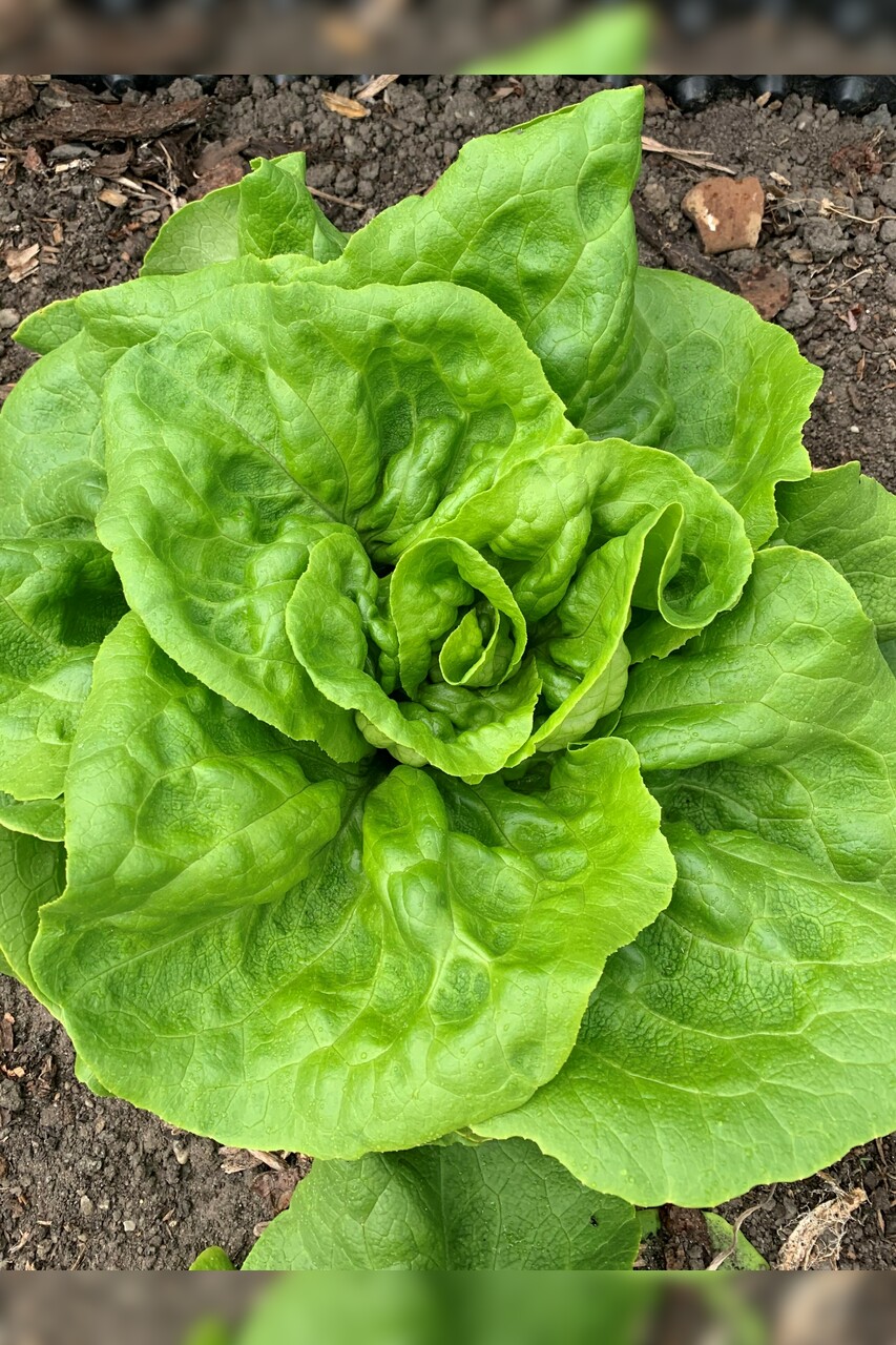 Anzucht-Set "Gartensalat" [samenfest]