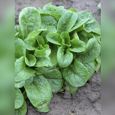 Feldsalat „Vit“ - Bio Samen (samenfest)