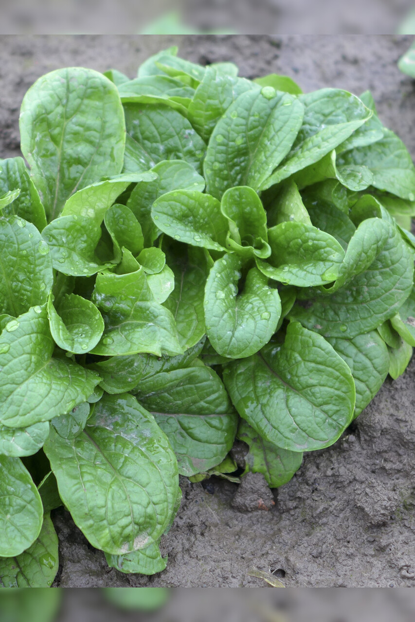 Feldsalat „Vit“ - Bio Samen (samenfest)