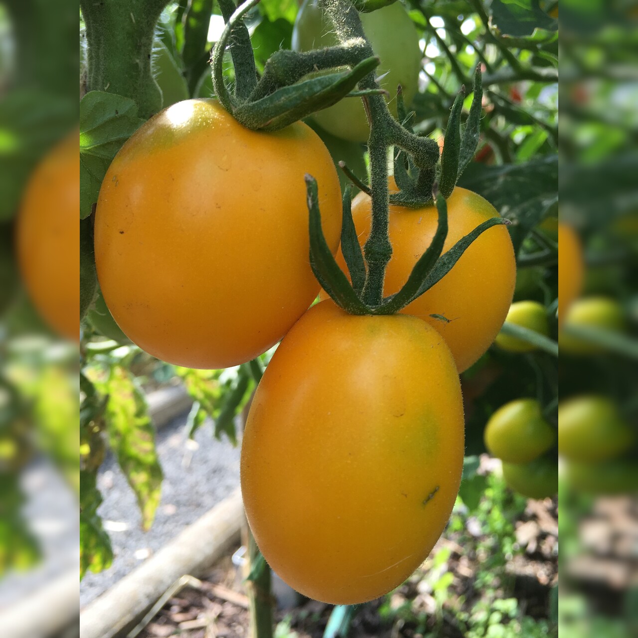Tomate "König Humbert" - BIO-Tomatensorte [samenfest]