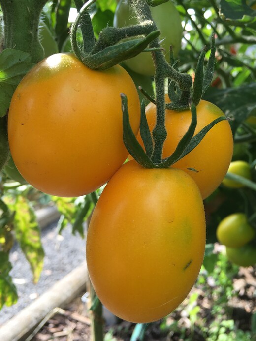 Tomate "König Humbert" - BIO-Tomatensorte [samenfest]