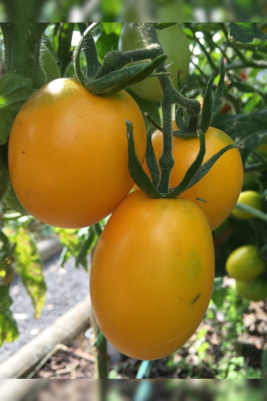 Tomate "König Humbert" - BIO-Tomatensorte [samenfest]