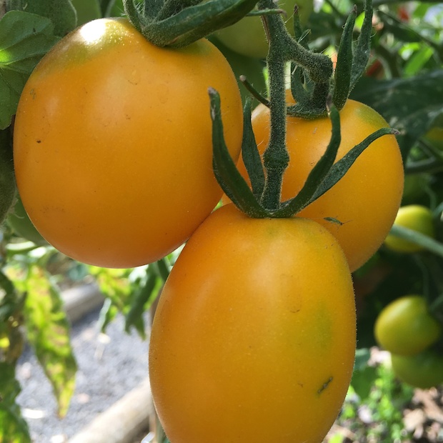 Tomate "König Humbert" - BIO-Tomatensorte [samenfest]