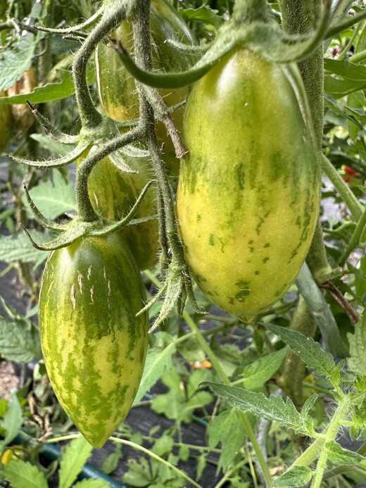 Tomate "Green Sausage" - BIO-Tomatensorte [samenfest]