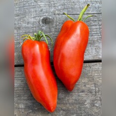 Tomate "Andenhorn" - BIO-Tomatensorte [samenfest]