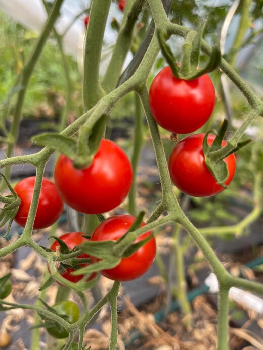 Tomaten Set "resistente Tomaten" - 4 robuste BIO-Sorten [samenfest]