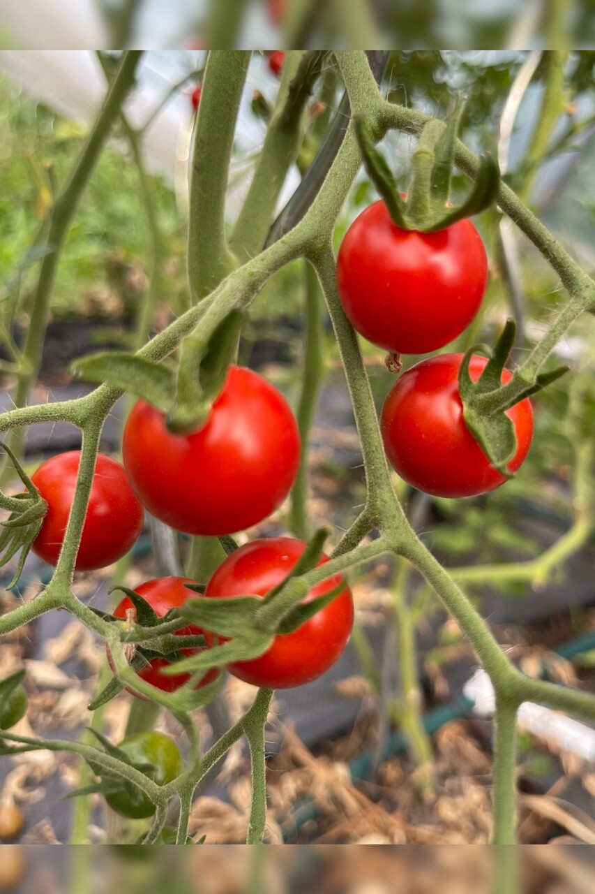 Tomaten-Set "resistente Tomaten" - 4 robuste BIO-Sorten [samenfest]