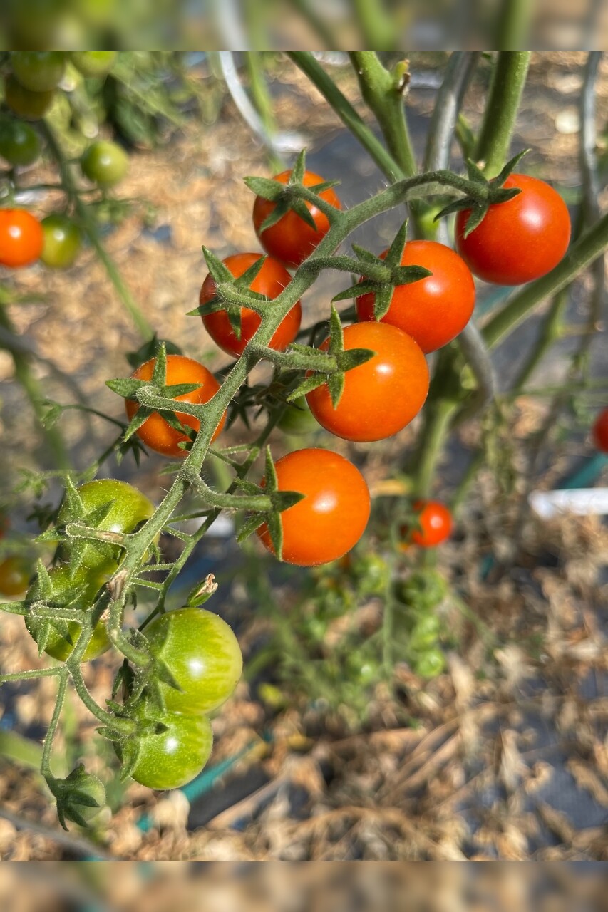 Tomate „Amore“ - BIO-Tomatensorte [samenfest]