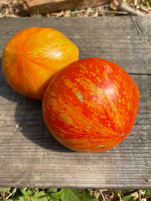 Tomate "Feuerwerk" - BIO-Tomatensorte [samenfest]