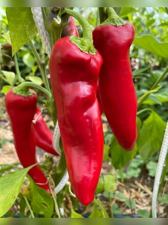 "Marconi Red" - BIO-Paprikasamen [samenfest]