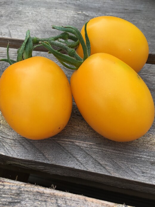 Tomaten-Set "Alte Tomatensorten" - 4 BIO-Sorten [samenfest]