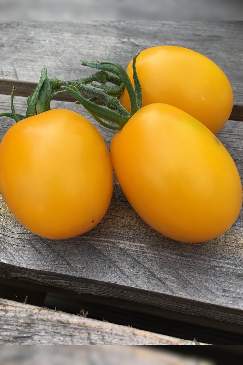 Tomaten-Set "Alte Tomatensorten" - 4 BIO-Sorten [samenfest]