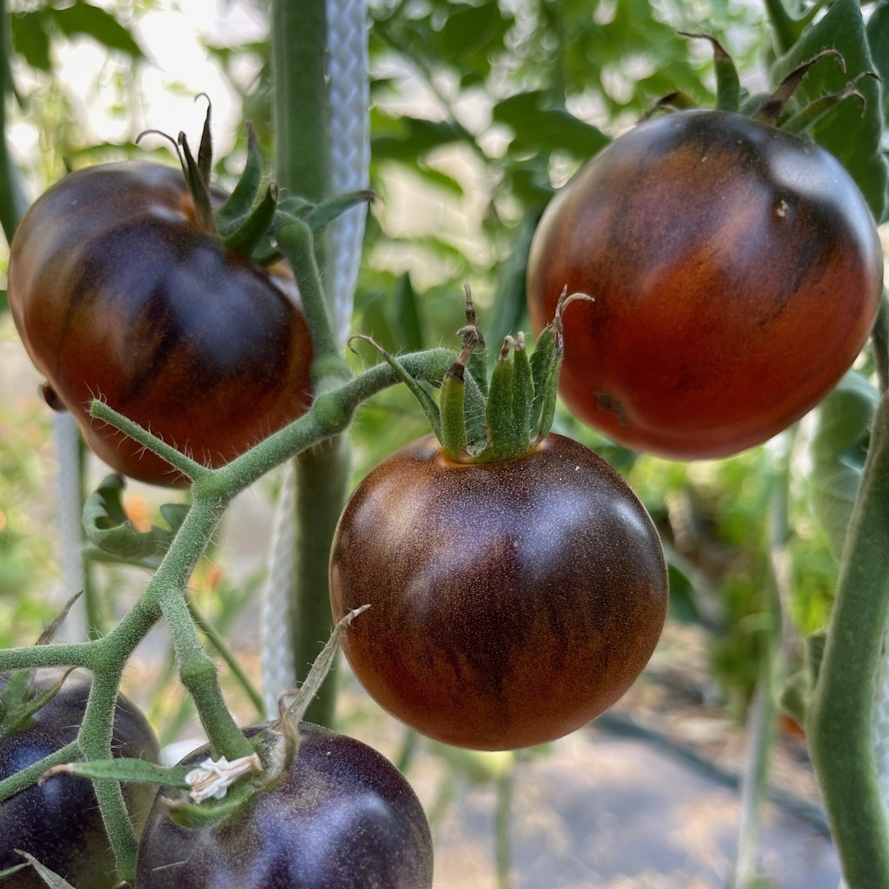 Tomate "Blaue Ananas" - BIO-Tomatensorte [samenfest]