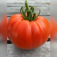Tomate "Große aus dem Süden" - BIO-Tomatensorte [samenfest]