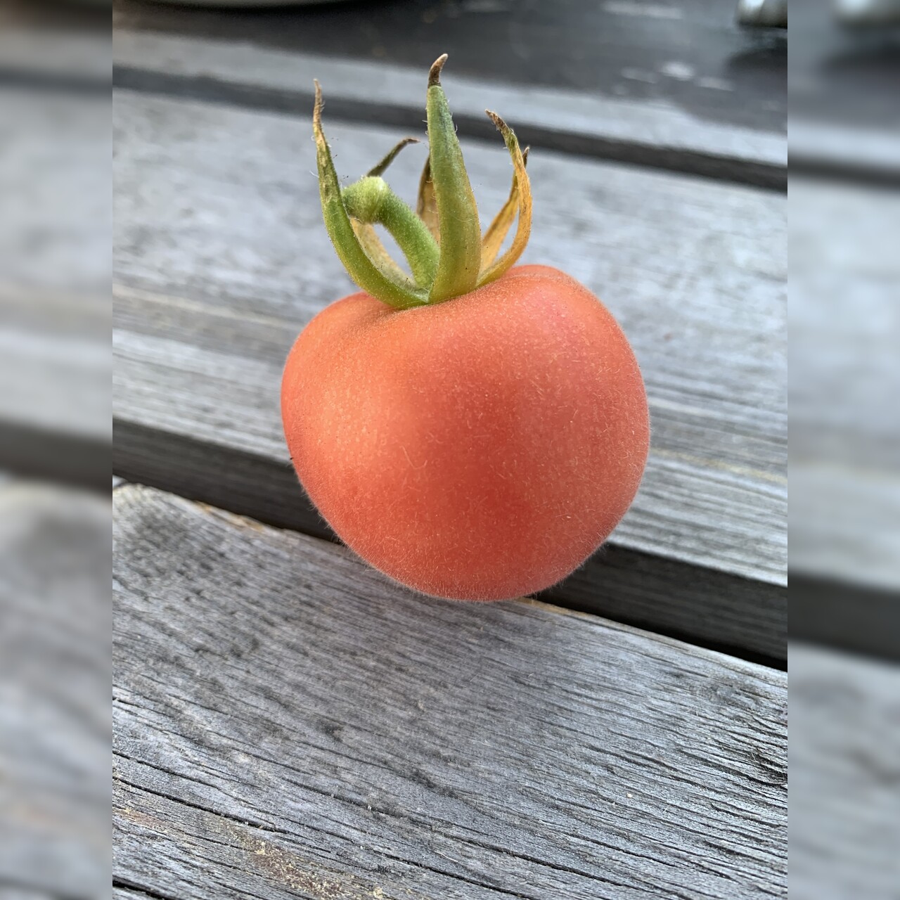 Tomate "Peche Rose" - BIO-Tomatensorte [samenfest]
