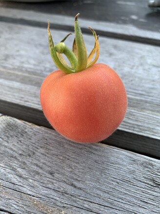 Tomate "Peche Rose" - BIO-Tomatensorte [samenfest]