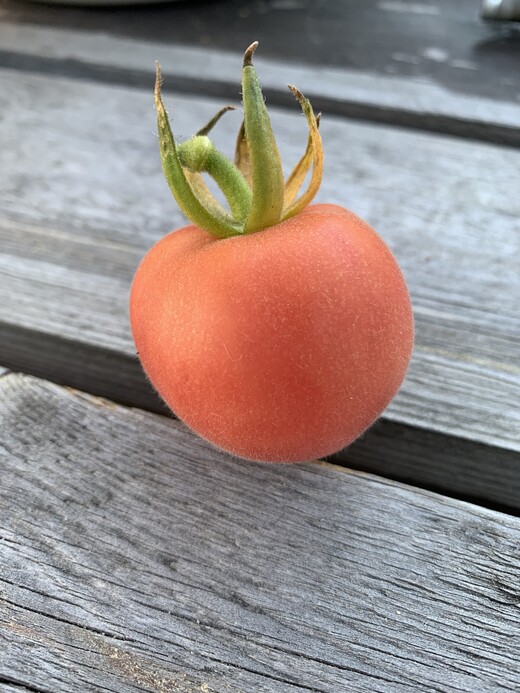 Tomate "Peche Rose" - BIO-Tomatensorte [samenfest]