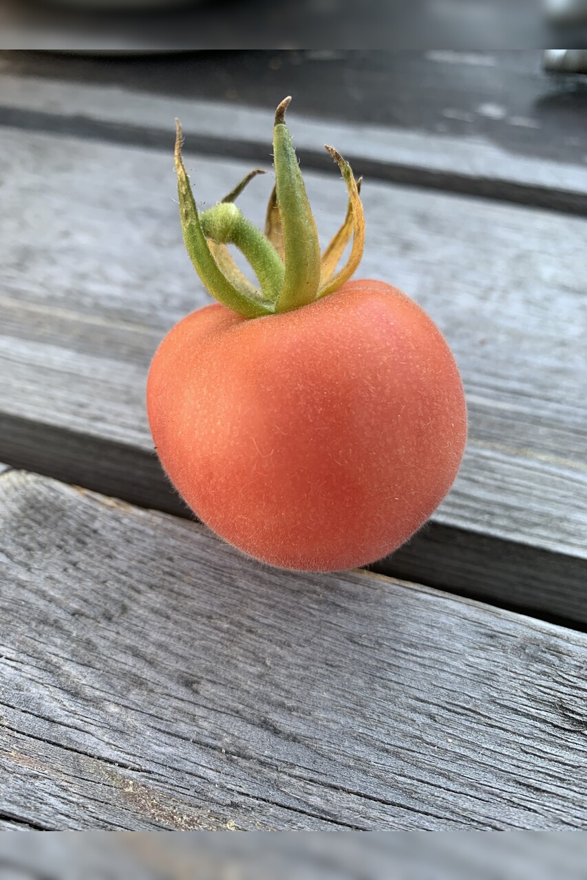 Tomate "Peche Rose" - BIO-Tomatensorte [samenfest]