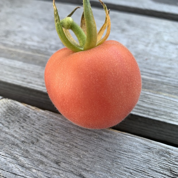 Tomate "Peche Rose" - BIO-Tomatensorte [samenfest]