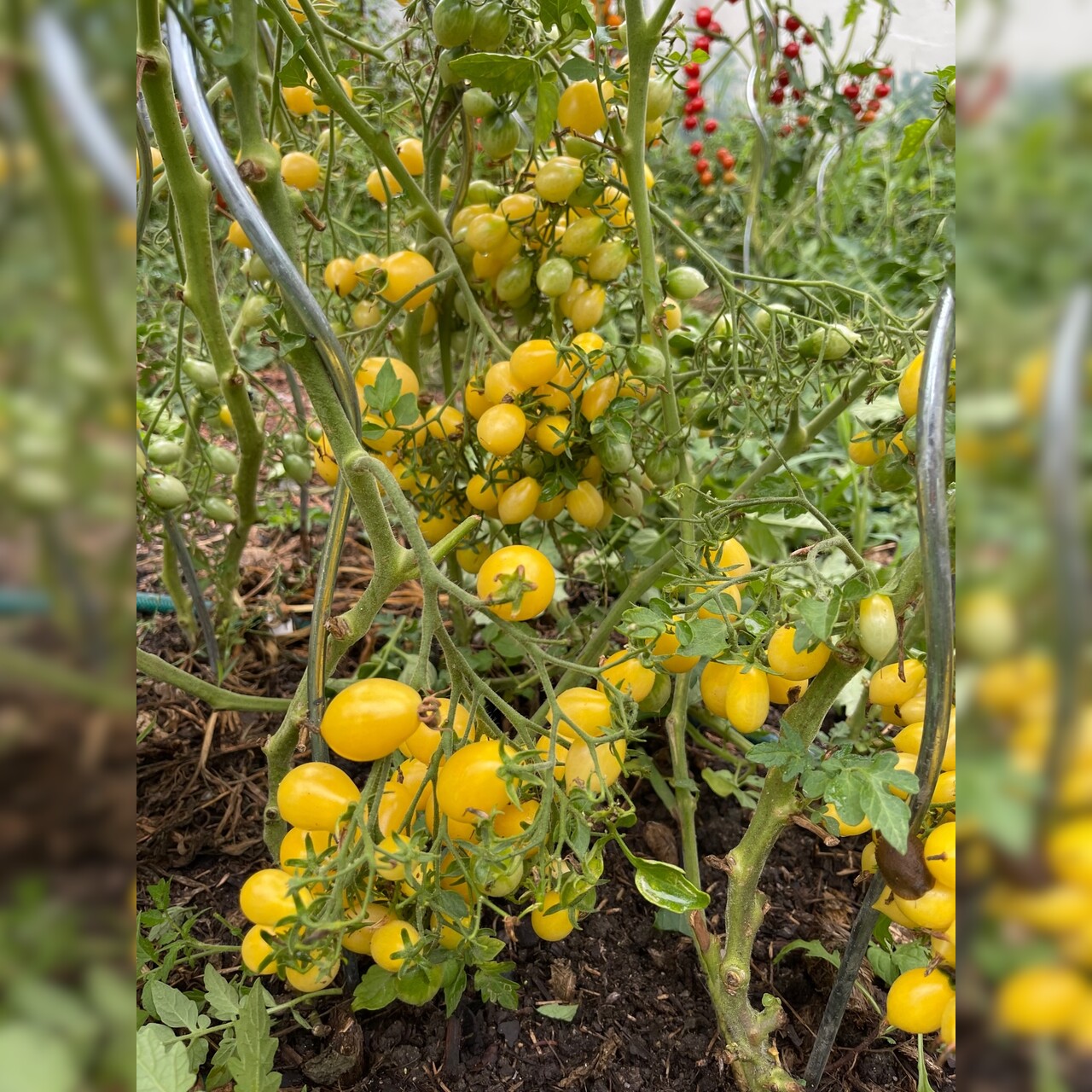 Tomate "Barry´s Crazy Cherry" - BIO-Tomatensorte [samenfest]