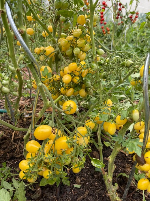 Tomate "Barry´s Crazy Cherry" - BIO-Tomatensorte [samenfest]